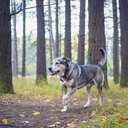 spiruline pour chien spiruline pour chien